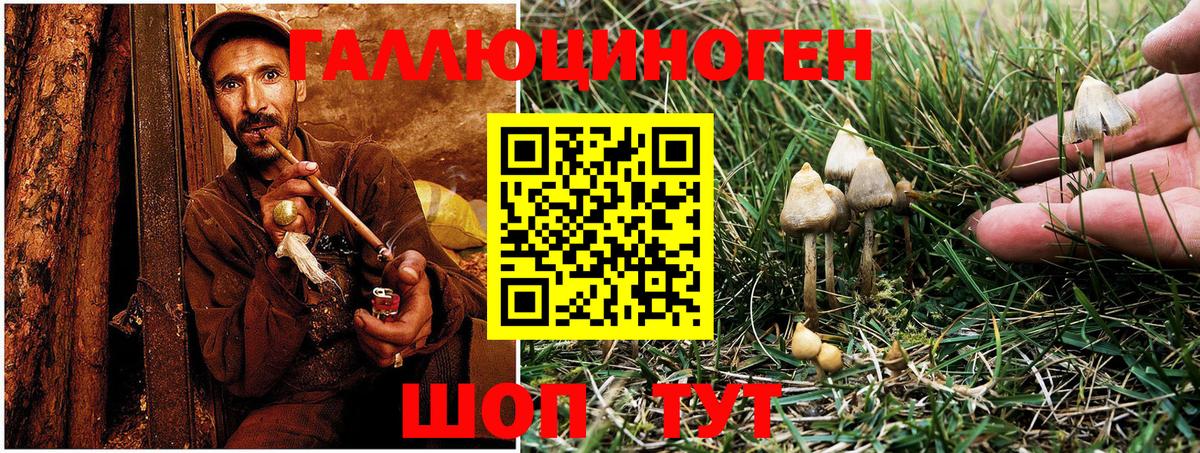 Псилоцибиновые грибы Psilocybine cubensis Касимов